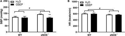 Grape Seed Extract Polyphenols Improve Resistance Artery Function in Pregnant eNOS–/– Mice